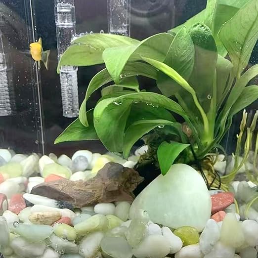 10LB Succulent Jade Pebbles for Landscaping, 3/8 Inch Natural Decorative Polished Stones, River Rocks for Landscaping, Vase, Flowerpot Decoration, Indoor Decoration and Garden Decoration-VerdiqueGarden