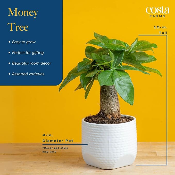 Costa Farms Money Tree, Small Easy to Grow Live Indoor Plant, Live Houseplant in Indoor Plant Pot, Bonsai Potted in Potting Soil, Birthday, Housewarming, Tabletop and Office Home Decor, 10-Inches Tall-VerdiqueGarden