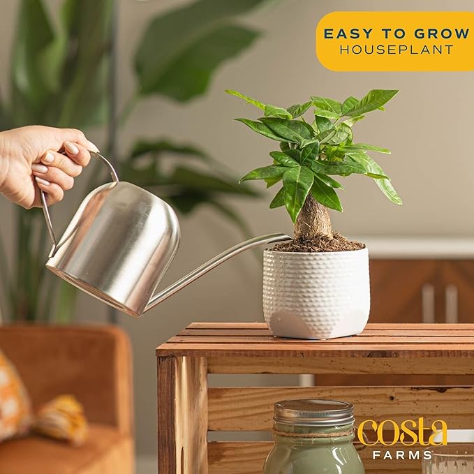 Costa Farms Money Tree, Small Easy to Grow Live Indoor Plant, Live Houseplant in Indoor Plant Pot, Bonsai Potted in Potting Soil, Birthday, Housewarming, Tabletop and Office Home Decor, 10-Inches Tall-VerdiqueGarden