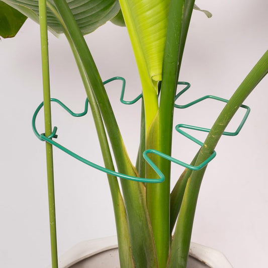 5PCS Green Monstera Plant Stem Support - 11x9.4 Adjustable Fishbone Cactus Stake Holder, Durable, Sturdy Design, Easy Installation, Gentle Grip for Indoor Plants-VerdiqueGarden