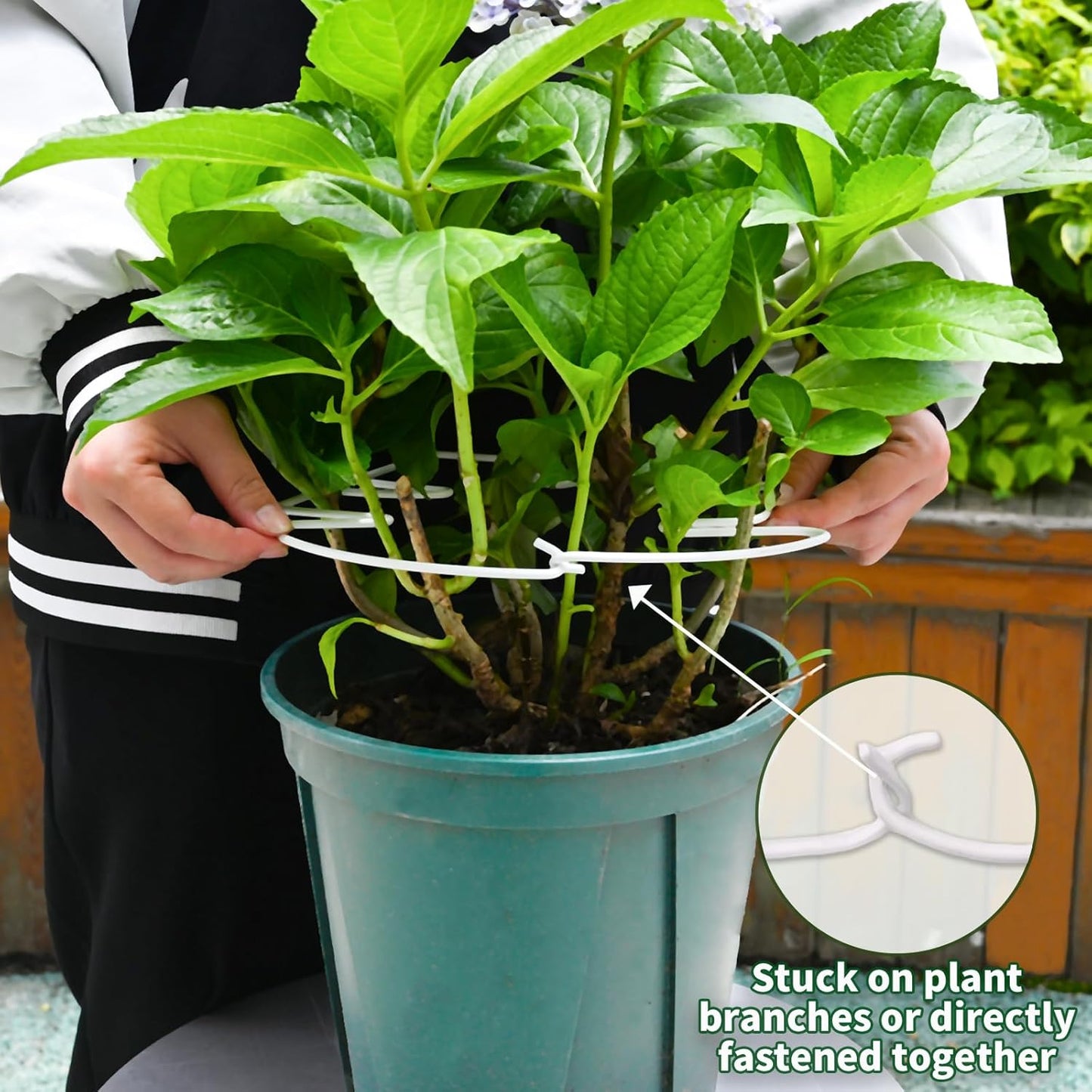 5PCS Monstera Plant Stem Support White - 11x9.4 inches, Durable Adjustable Leaf Supports for Indoor Plants, Fishbone Cactus Stake Holder for Garden Stability-VerdiqueGarden