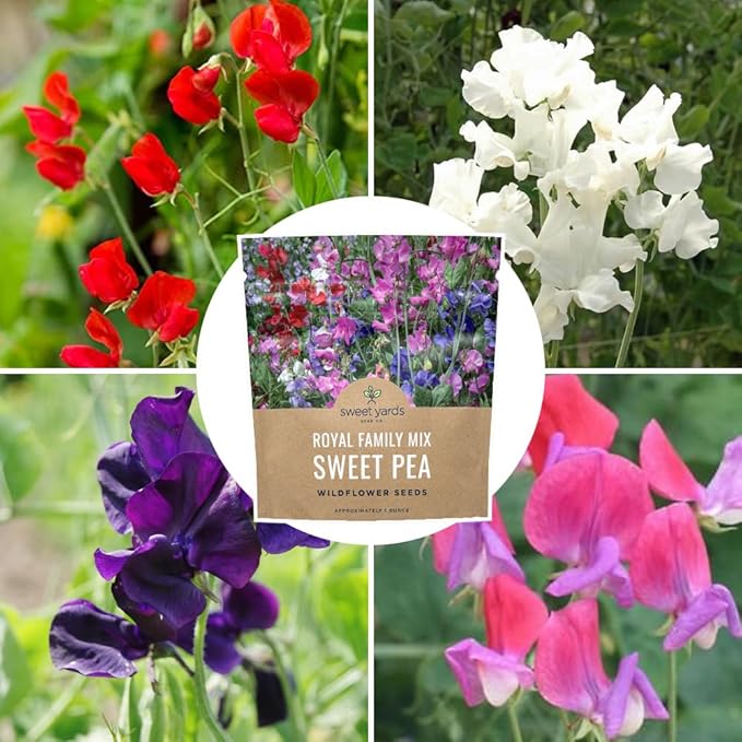 Sweet Pea Seeds Royal Mix - Bulk 1 Ounce Packet - Over 350 Seeds - Large Fragrant Lavender, Purple, Red, Pink and White Blooms-VerdiqueGarden