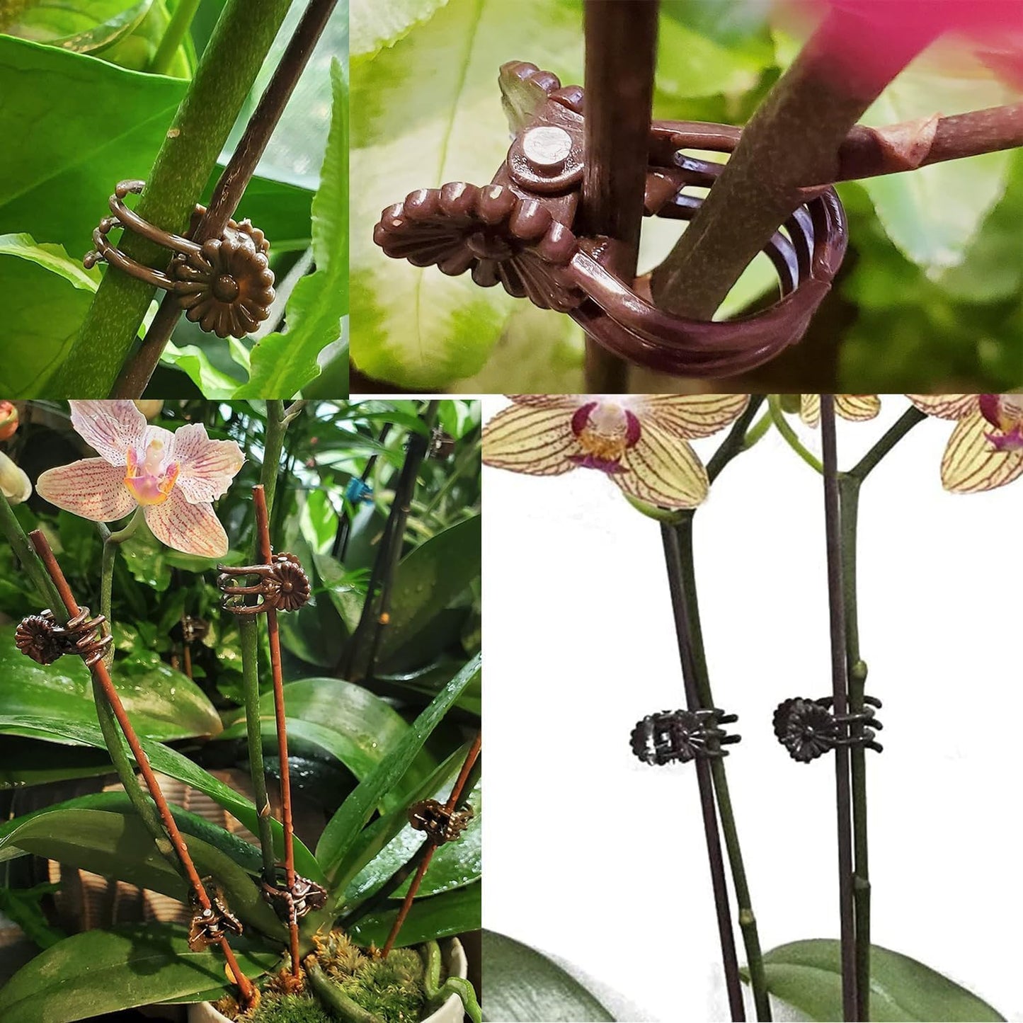 100Pcs Large Plant Clip,Daisy Garden Flower Plant Clip,for Orchids Vine Clip Support Stem Vine Upright Growth (Brown)-VerdiqueGarden