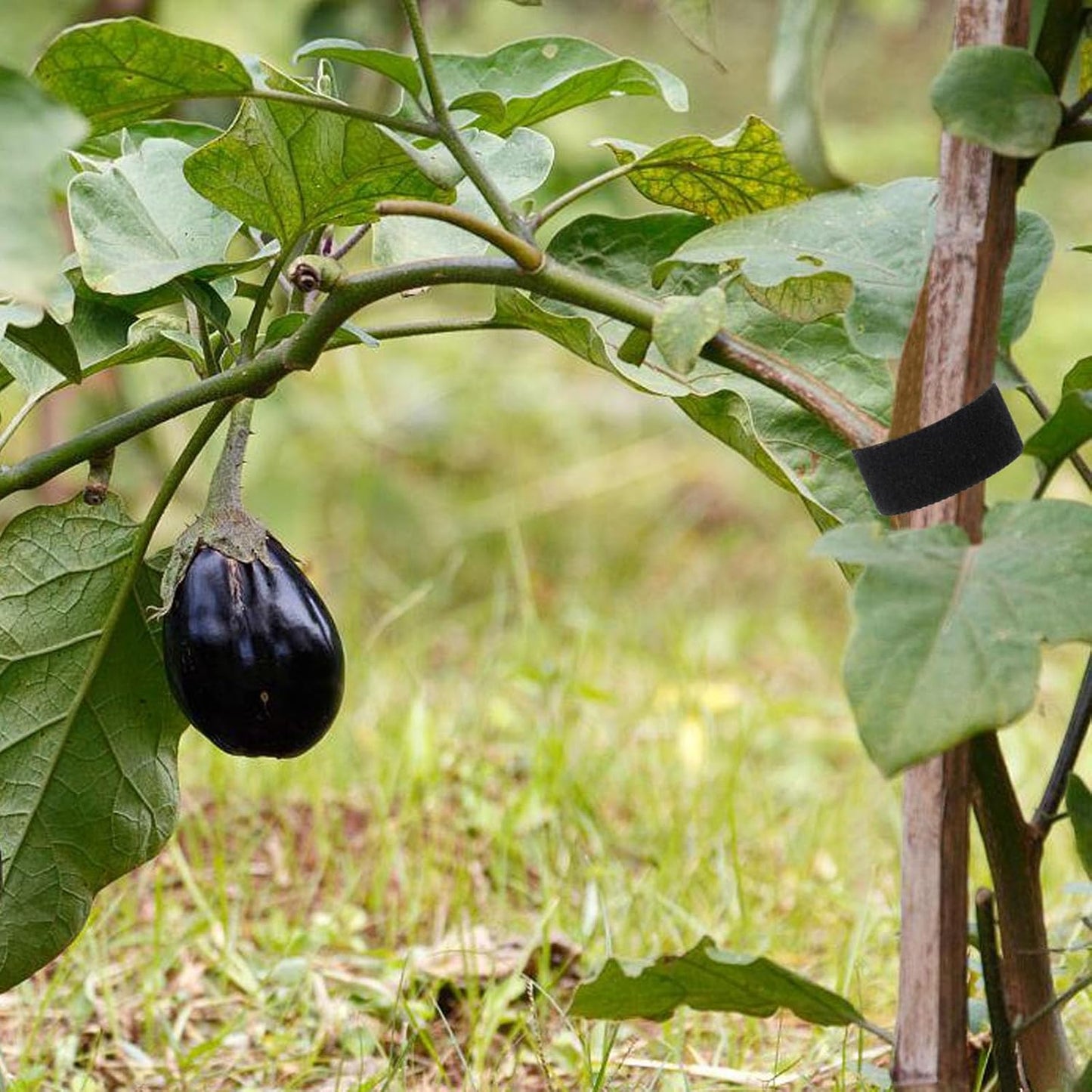 Plant Ties 131ft Feet, Plant Tape Reusable Nylon Hook and Loop Tape, Garden Strap for Climbing Plants Supports, Tree Ties for Flower Vine Tomato Branches, Cable Wire (Black)-VerdiqueGarden