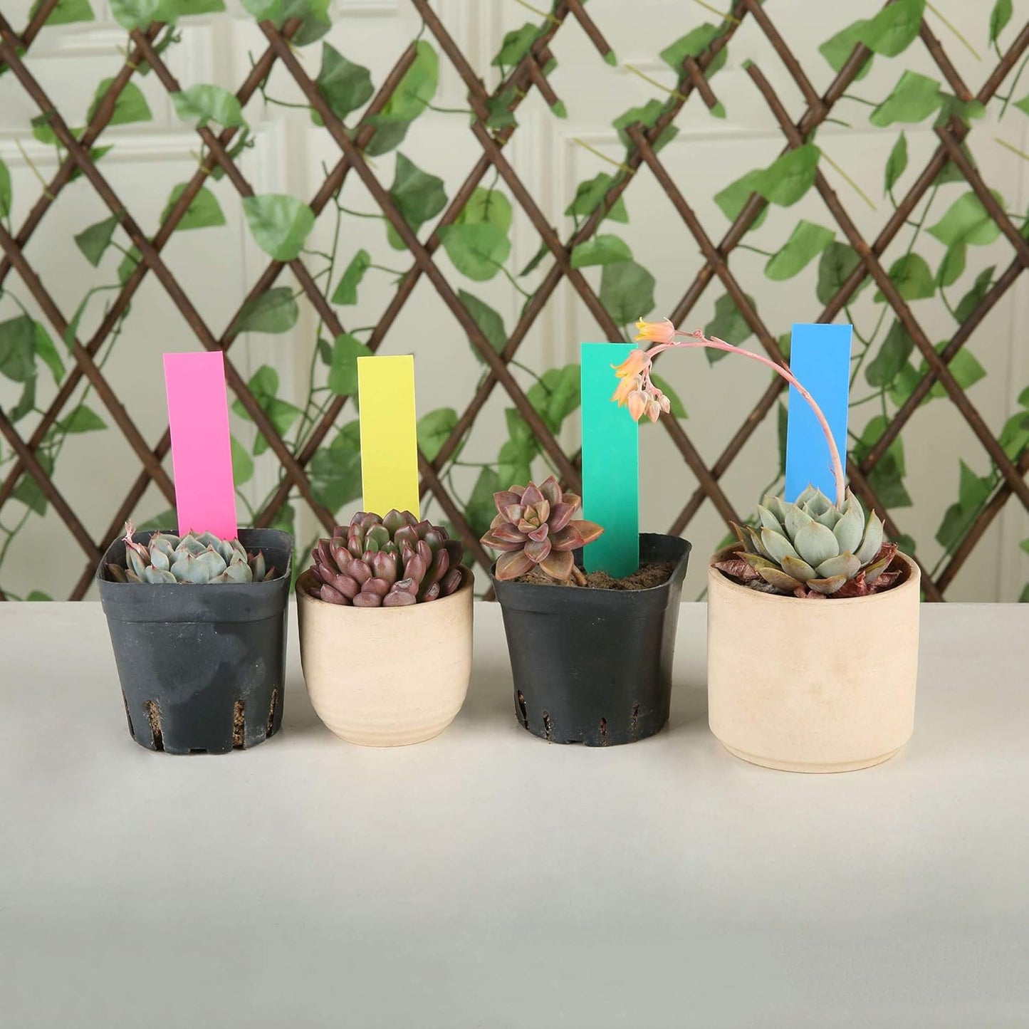 1000 Pcs 4 Inch Plastic Garden Plant Tags Nursery Garden Labels Markers Plant Stakes Waterproof Pot Labels, 5 Colors-VerdiqueGarden