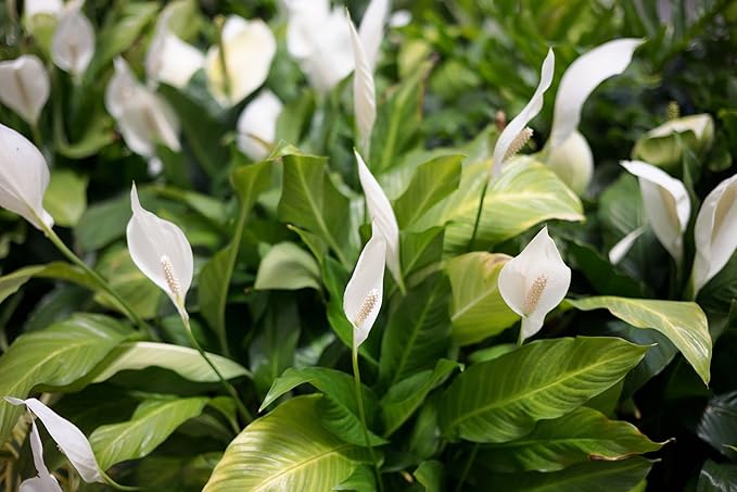 Gardenera's Professional Grade Mix for Stunning Peace Lilies: The Essential Ingredient for Indoor Plant Success [10-Quart Bag]-VerdiqueGarden