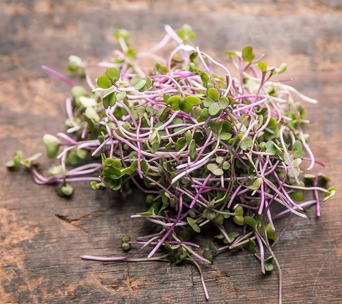 Broccoli Seeds for Sprouting & Microgreens | Waltham 29 Variety | Non GMO & Heirloom Seeds | Bulk 2.5 LB (40 oz) Resealable Bag | Rainbow Heirloom Seed Co.-VerdiqueGarden