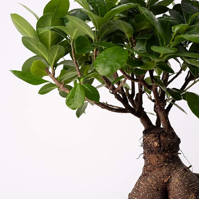 American Plant Exchange Ficus Ginseng Microcarpa – 4-Inch with Pot – Live Easy Care Bonsai Tree, Air Purifying Indoor Plant for Home, Office, or Zen Décor-VerdiqueGarden