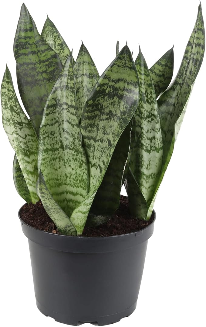 Premium Snake Plant Potting Soil Mix, Green Sansevieria Trifascatia Zeylanica Plants, Plant or Re-Pot Your Snake Plant - (5 Quart Bag)-VerdiqueGarden