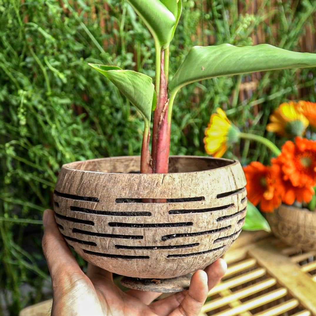 Horizons Coconut Planter w/ Drainage Hole- Perfect for Succulents, Flowers, Small Plants, Indoor & Outdoor Gardens- Handcarved by Artisans, Eco-Friendly & Sustainable-VerdiqueGarden