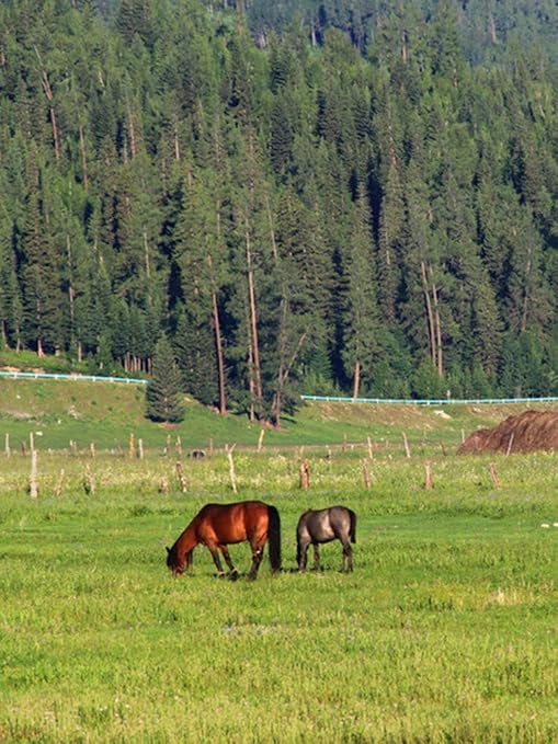 Electric Fence Polywire 656 Feet，200 Meter，6 Stainless Steel Strands for Reliable Conductivity and Rust Resistance，Portable Electric Fence Rope-VerdiqueGarden