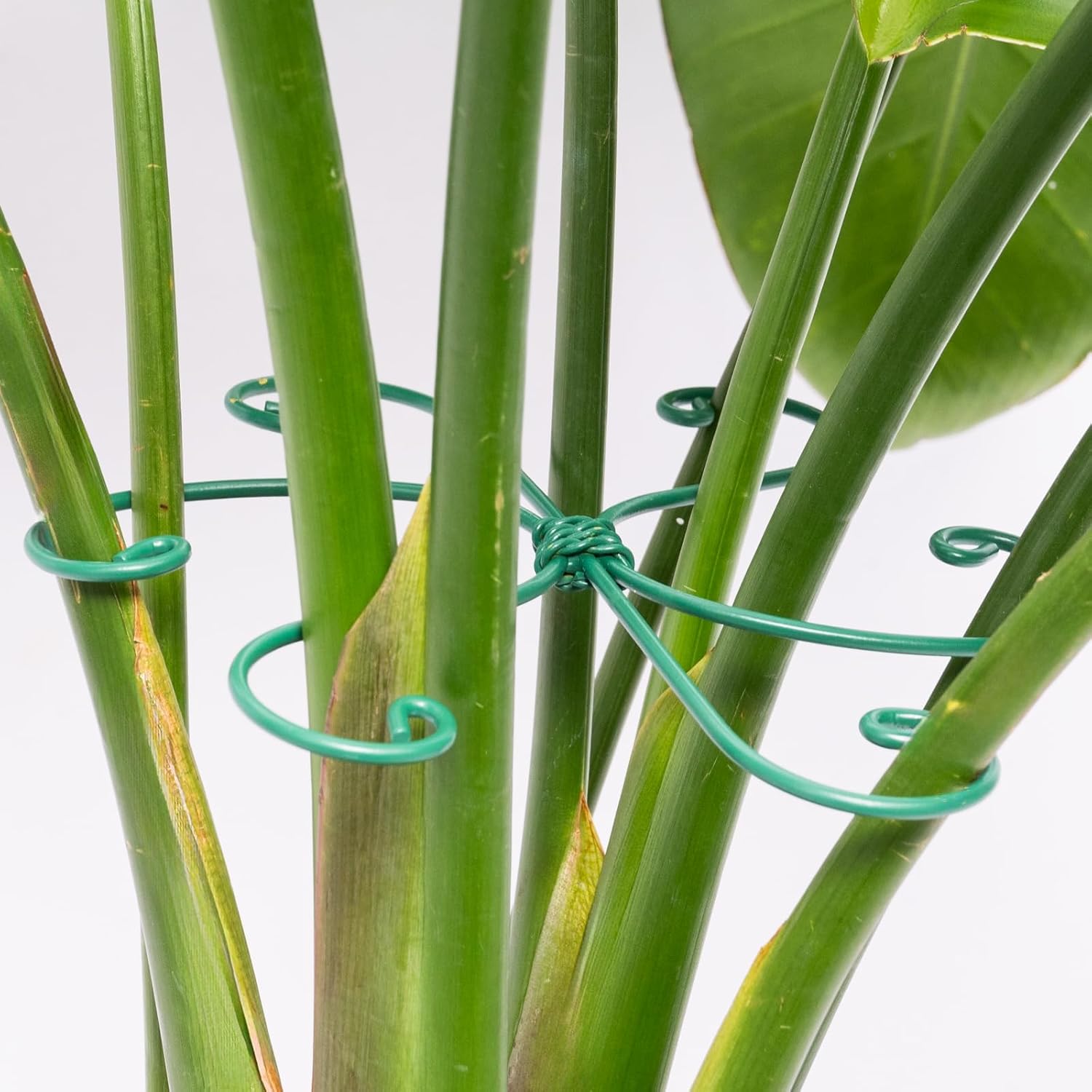 Monstera Plant Stem Support - 5 Pack 6.5"x6.5" Green Metal Stem Stabilizers, Adjustable Ring Clamps for Indoor Plants, Fishbone Cactus, Turtle Shell Bamboo & Climbing Vines-VerdiqueGarden