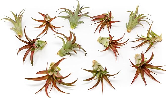 12 Pack Air Plants Red Abdita Tillandsia - Medium Air Plants Live Variety Pack - Live Succulent House Plant - Home Holders and Garden Decor - Easy Care Indoor and Outdoor Plants-VerdiqueGarden