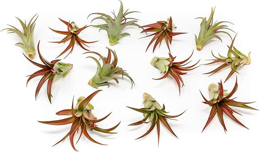 12 Pack Air Plants Red Abdita Tillandsia - Medium Air Plants Live Variety Pack - Live Succulent House Plant - Home Holders and Garden Decor - Easy Care Indoor and Outdoor Plants-VerdiqueGarden