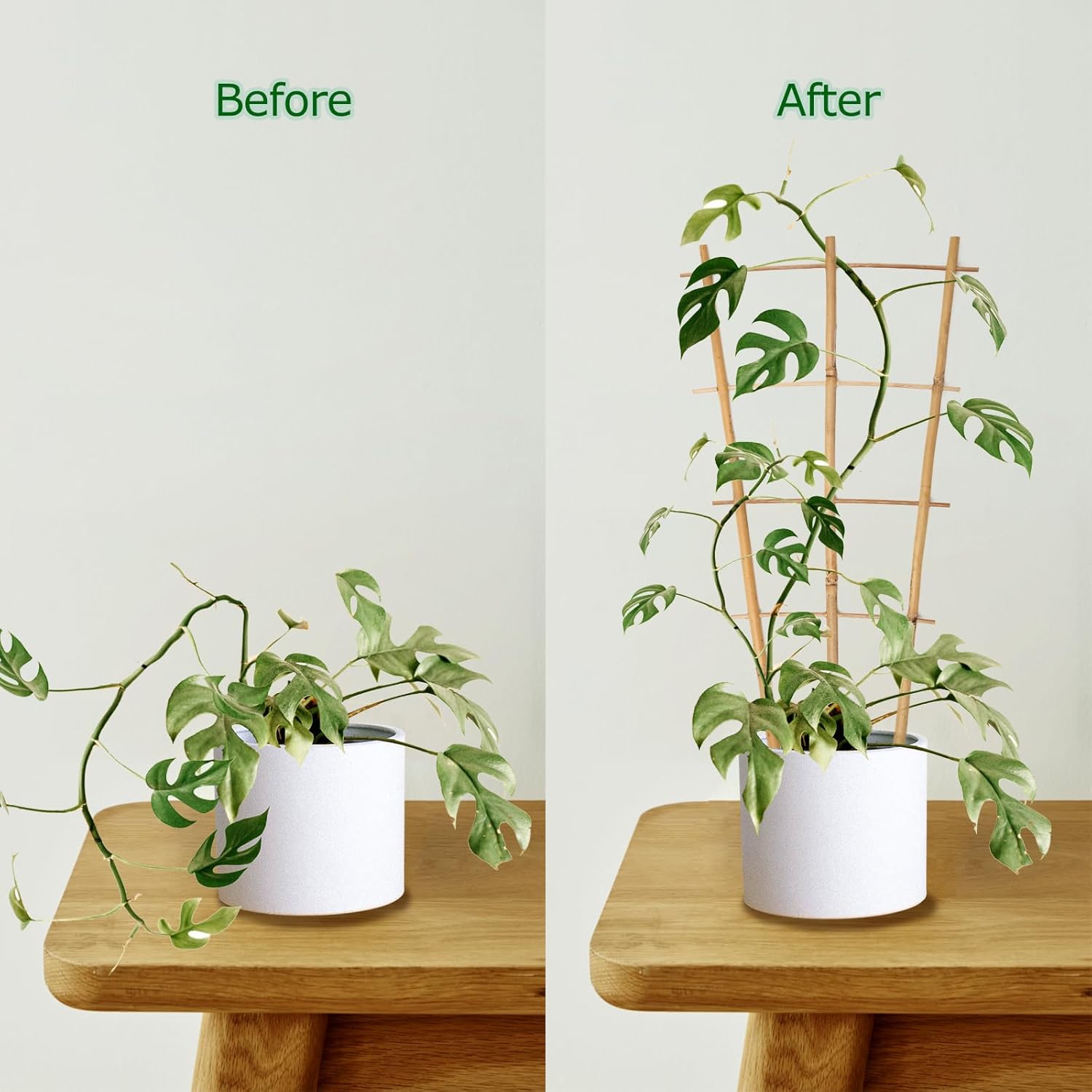 Plant Trellis Indoor 6 Pack Bamboo Trellis with Twist Ties, 16in Fan-Shaped Plant Trellises for Potted Plants Hoya Vines Monstera Houseplants-VerdiqueGarden