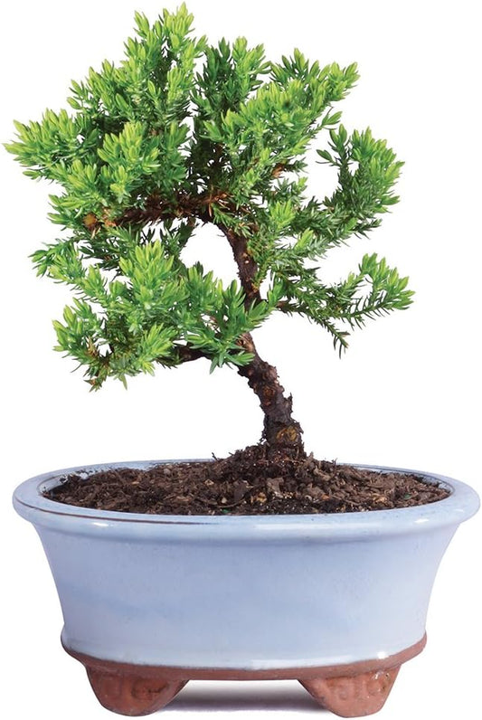 Brussel's Live Green Mound Juniper Outdoor Bonsai Tree - 3 Years Old; 4" to 6" Tall with Decorative Container - Not Sold in California-VerdiqueGarden