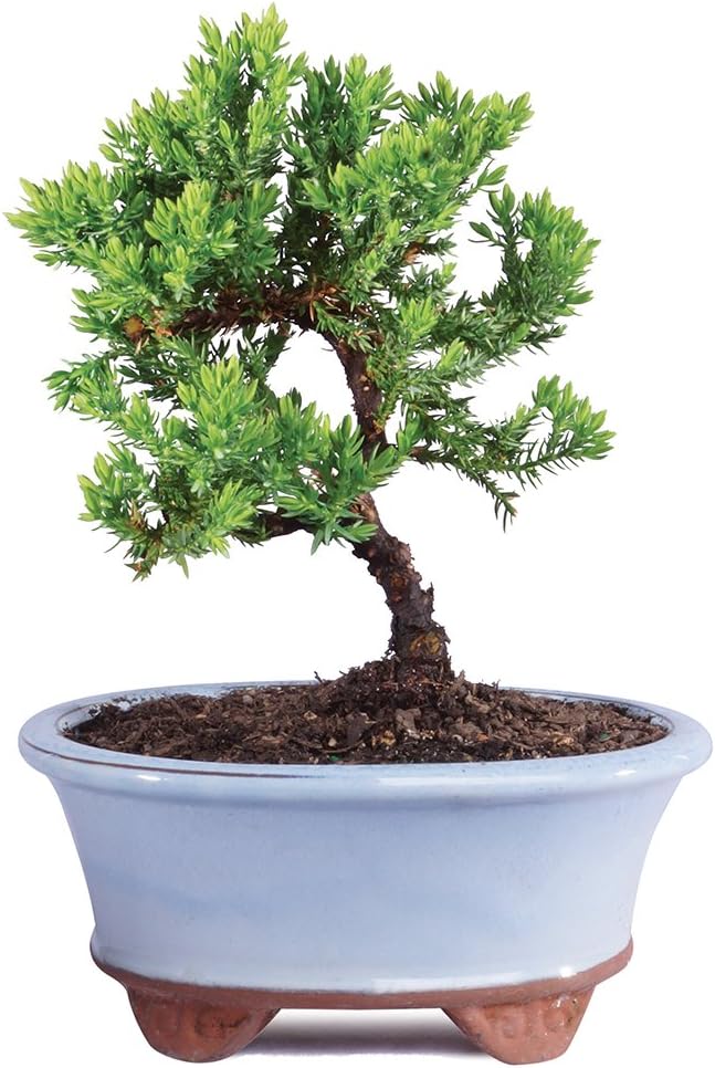 Brussel's Live Green Mound Juniper Outdoor Bonsai Tree - 3 Years Old; 4" to 6" Tall with Decorative Container - Not Sold in California-VerdiqueGarden