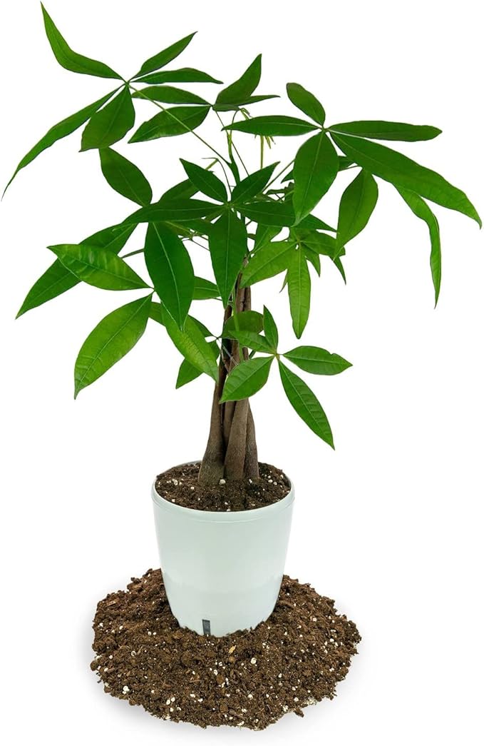 Money Tree Potting Soil - 10 Quart - Soil Mix for Planting or Repotting Guiana Chestnut, Soil Blended to Properly Grow Money Tree Plants (2 Bags of 5 Quart)-VerdiqueGarden