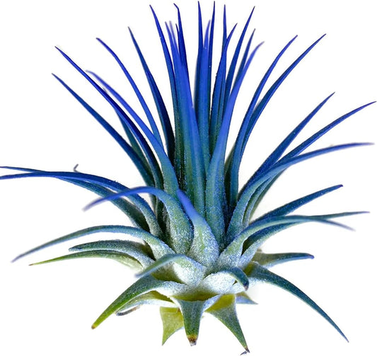 Ionantha Guatemala Tillandsia Air Plant, Guatemala Tillandsia Live Airplant, Healthy Arrival Guaranteed, Great Indoor Plant, Home Decor & Gift (Blue)-VerdiqueGarden