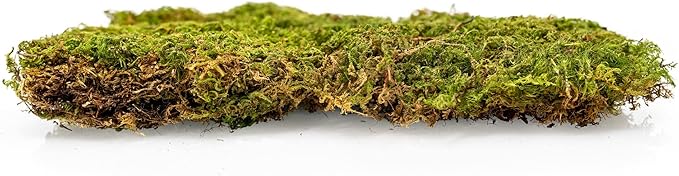 Preserved Sheet Moss in Natural Green | Decorative Real Natural Green DIY Kit Terrariums Gardenning Art Wall Decor Florist Decor Easter Table Decor Wedding - 3 Quart-VerdiqueGarden