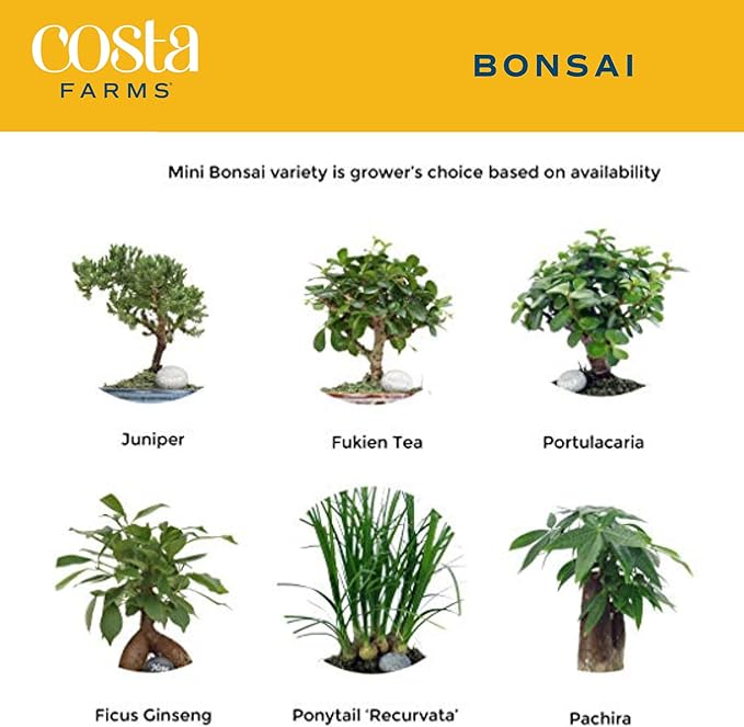 Costa Farms Mini Bonsai Tree, 1-Year Old Grower's Choice Live Indoor Plant, Easy to Grow Houseplant in Indoor Plant Pot, Potting Soil, Room and Home Decor, Birthday, Housewarming Gift, 10-Inches Tall-VerdiqueGarden