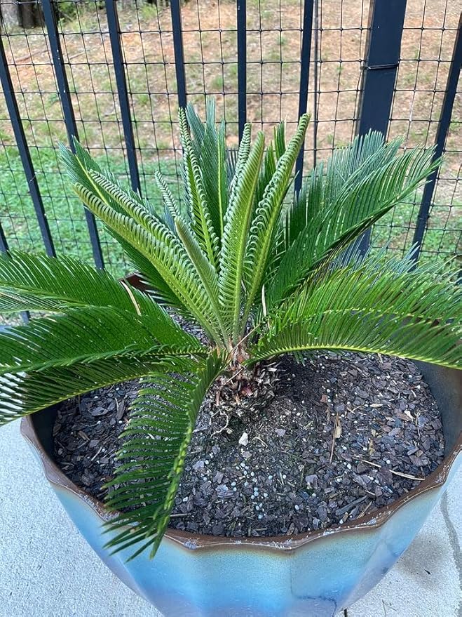 Elevate Your Space with Gardenera's Organic Potting Mix - Tailored for Healthy SOGO Palm Plants and Striking Form - 2 Quart-VerdiqueGarden