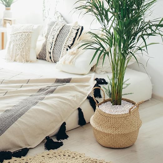 10 lbs White Garden Pebbles for Plants, 3/8" Small Plant Rocks for Pots Indoor, Decorative Pea Gravel for Succulents, Bamboo, Terrarium, Landscaping, Garden-VerdiqueGarden