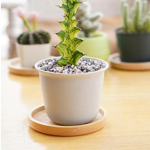 10 lbs Pea Gravel for Plants, Aquarium, Fish Tank, 3/8 inch Decorative Pebbles for Indoor Plants, Succulent, Bamboo, Vase, Drainage Rocks for Potted Plants, Top Dressing, Mixed Color-VerdiqueGarden