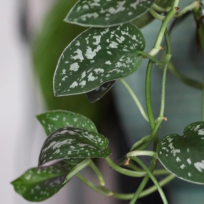 Live Pothos Plants (4PK) Indoor Plants Live Houseplants, Pothos Live Plant House Plants, Money Plant Indoor Pothos Plant Decor, Devils Ivy Trailing Plants Live by Plants for Pets,Black-VerdiqueGarden