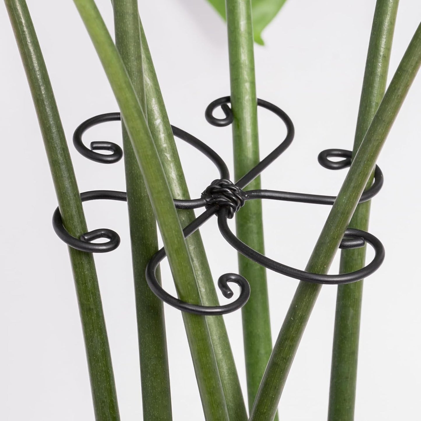 Monstera Plant Support Hook - 4.1x4.1IN 5PCS, Durable Adjustable Stem Support System, Gentle Protection for Monstera and Fishbone Cactus, Professional Indoor Plant Stabilizer-VerdiqueGarden