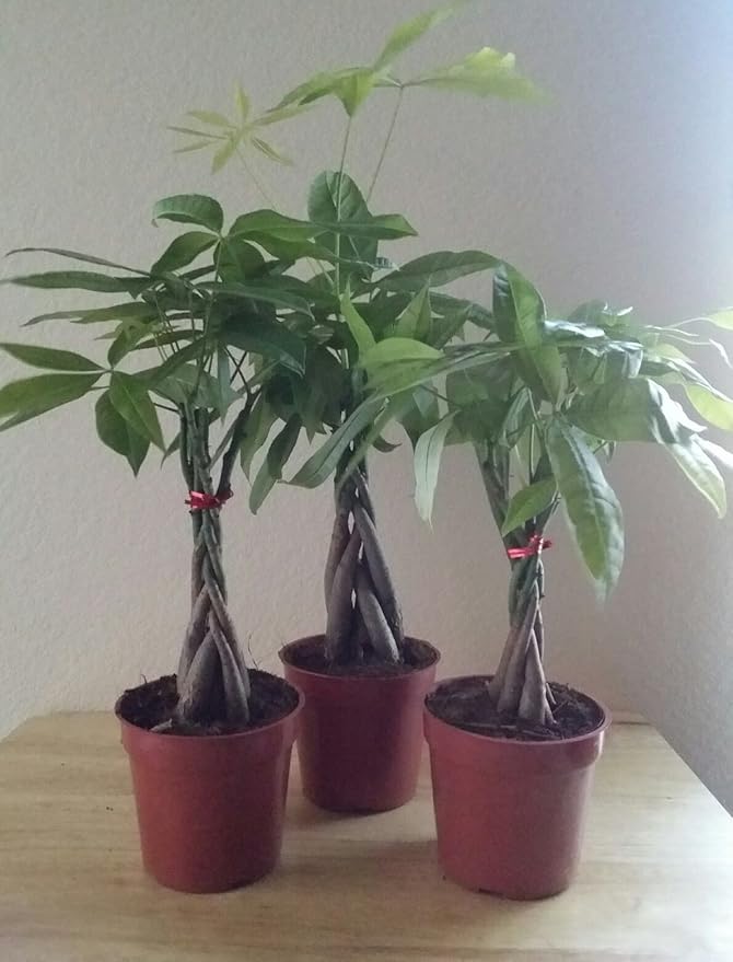 LOUSBONSAINUSERY BRAIDED MONEY TREE-VerdiqueGarden