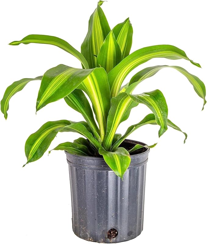 Premium Dracaena Potting Soil Mix - (10 Quart Bag)-VerdiqueGarden