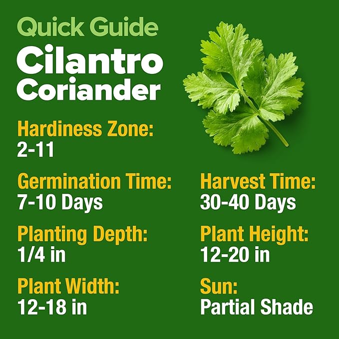 HOME GROWN 𝗨𝗦𝗔 𝗣𝗥𝗘𝗠𝗜𝗨𝗠 500+ Cilantro Seeds for Planting Indoors or Outdoors - Heirloom 𝗡𝗢𝗡-𝗚𝗠𝗢 Coriander Seeds, Grow Your Own Cilantro Plant - Culinary Herb Seeds for Your Herb Garden-VerdiqueGarden