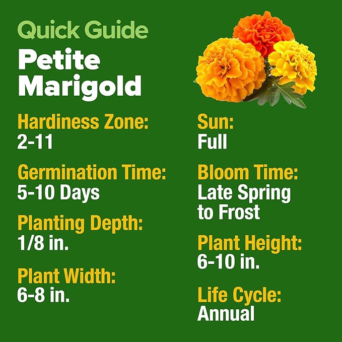 HOME GROWN 𝗨𝗦𝗔 𝗣𝗥𝗘𝗠𝗜𝗨𝗠 Petite French Marigold Seeds 329+ Flower Seeds for Planting Outdoors Easy to Grow Companion Plant & Quick Blooming Pollinator Heirloom Wildflower Seed (Tagetes patula)-VerdiqueGarden