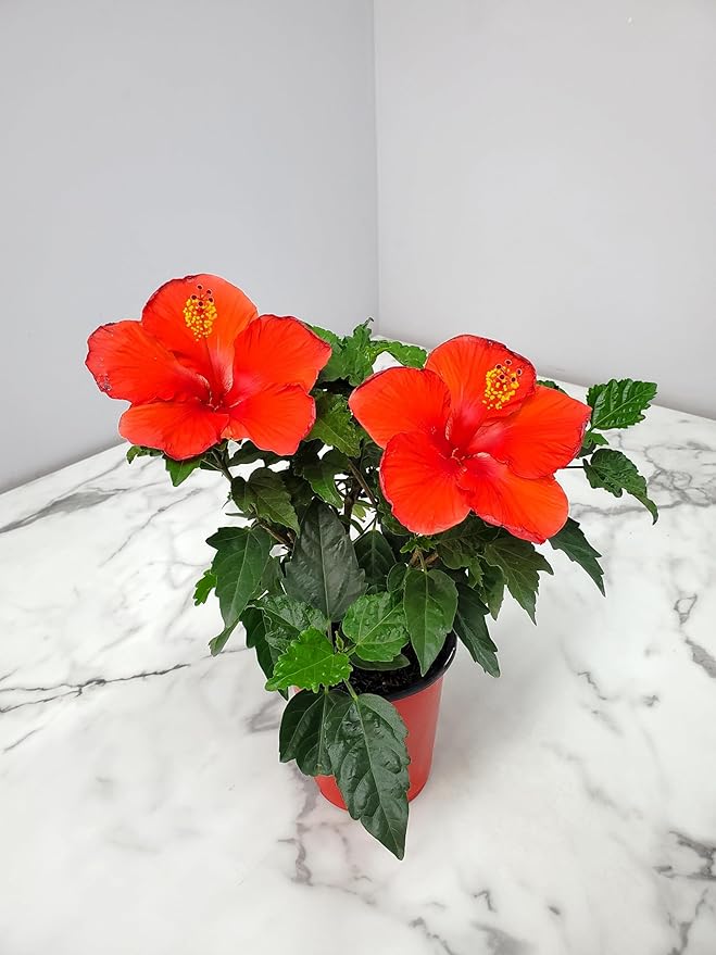 Tropical Plants of Florida - Red Hibiscus Bush Dwarf - Flowering Plants Live - 12" to 16" Overall Height - 1 Gallon Planter (Plant Only)-VerdiqueGarden
