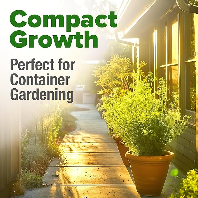 HOME GROWN 𝗨𝗦𝗔 𝗣𝗥𝗘𝗠𝗜𝗨𝗠 Dill Seeds for Planting 1,014 Bouquet Dill Seeds 𝗡𝗢𝗡-𝗚𝗠𝗢 and Heirloom Herb Seeds for Planting Outdoors, Grow Your Fragrant Dill Herb Garden (Anethum graveolens)-VerdiqueGarden