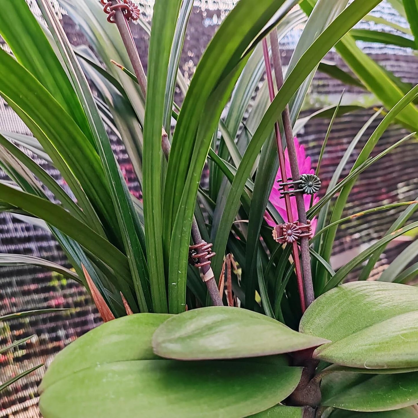 RONYOUNG 200PCS Plant Clips, Orchid Clips Plant Orchid Support Clips Flower and Vine Clips for Supporting Stems Vines Grow Upright Dark Green-VerdiqueGarden