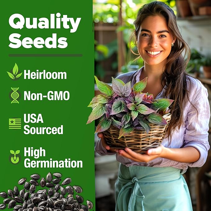 HOME GROWN Thai Basil Seeds Pack - 438 High Germination 𝗡𝗢𝗡-𝗚𝗠𝗢 𝗨𝗦𝗔 Heirloom Herb Seeds for Planting,Ideal for Growing Fresh Basil Planting Indoor or Outdoor(Ocimum basilicum var.thyrsiflora)-VerdiqueGarden