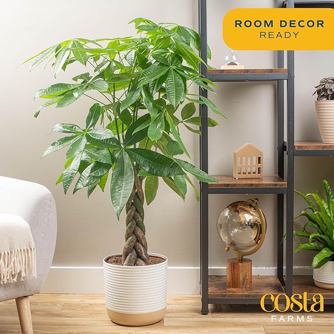 Costa Farms Money Tree Live Plant, Easy to Grow Houseplant Potted in Indoor Garden Pot, Pachira Bonsai in Potting Soil, Gift for Birthday, Housewarming, Thank You, Office and Home Decor, 3-4 Feet Tall-VerdiqueGarden