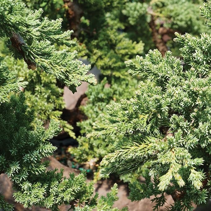 Brussel's Bonsai Live Green Mound Juniper Bonsai Tree - Medium, 5 Year, 6 to 10 Inches - Outdoor Bonsai Tree Live with Water Bonsai Pot (Not Sold in California)-VerdiqueGarden