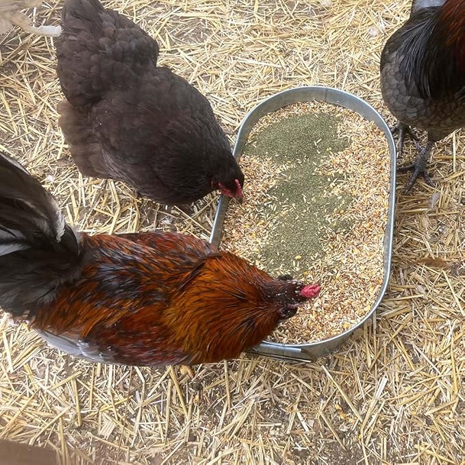 Organic Kelp for Chickens & Duck Feed (1 Pound): Chicken Vitamins | Chicken Supplements | Vitamins for Chickens | Pampered Chicken Mama-VerdiqueGarden