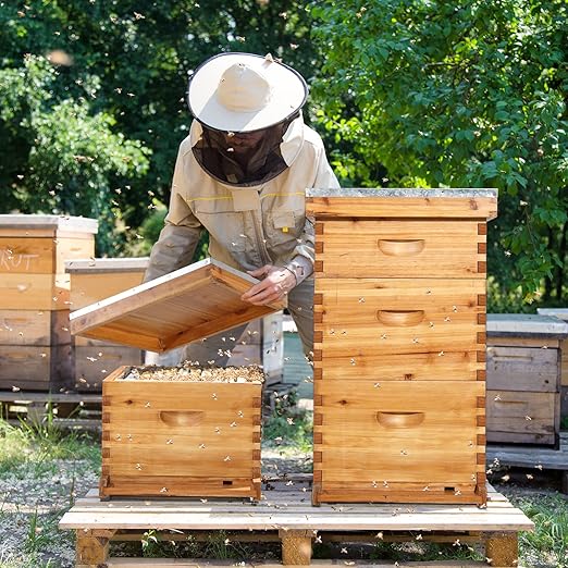 VINGLI 10-Frame Bee Hive, Wax Coated Beehive Starter Kit with Frames & Beeswax Coated Foundation Sheets (3 Layer)-VerdiqueGarden