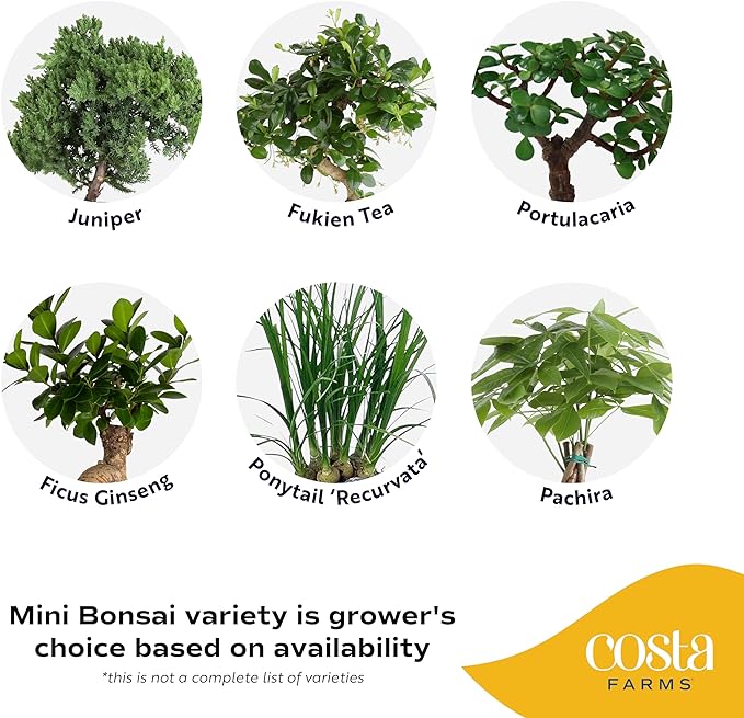 Costa Farms Mini Bonsai Live Indoor Tree, Grower's Choice, 1-Year Old, Potted in Indoor Planter Plant Pot, Tabletop Office and Home Décor, 10-Inches Tall-VerdiqueGarden