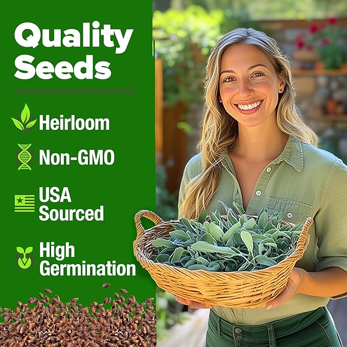 HOME GROWN 𝗨𝗦𝗔 𝗣𝗥𝗘𝗠𝗜𝗨𝗠 White Sage Seeds 323 Pack 𝗡𝗢𝗡-𝗚𝗠𝗢 Heirloom Seeds - Grow Aromatic Sage Plants for Your Herb Seeds Garden with Sage for Planting Outdoor or Indoor (Salvia apiana)-VerdiqueGarden