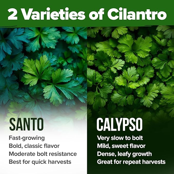 HOME GROWN Cilantro Seeds 250 Calypso & 250 Santo Cilantro for Planting Indoors, Hydroponics or Aerogarden - Heirloom, Non-GMO, Santo Plant, for Your Indoor Herb Garden-VerdiqueGarden