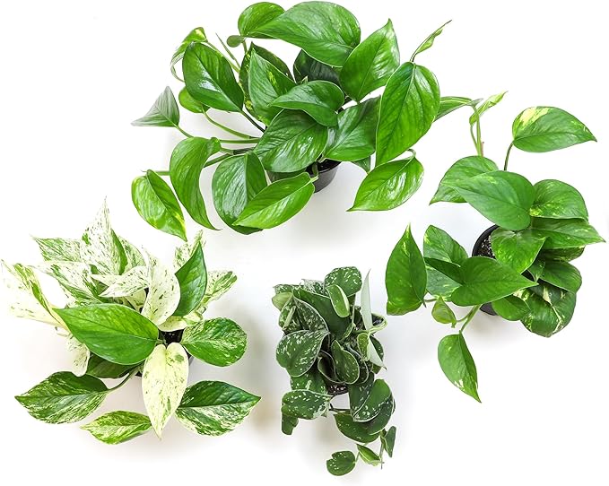 Live Pothos Plants (4PK) Indoor Plants Live Houseplants, Pothos Live Plant House Plants, Money Plant Indoor Pothos Plant Decor, Devils Ivy Trailing Plants Live by Plants for Pets,Black-VerdiqueGarden