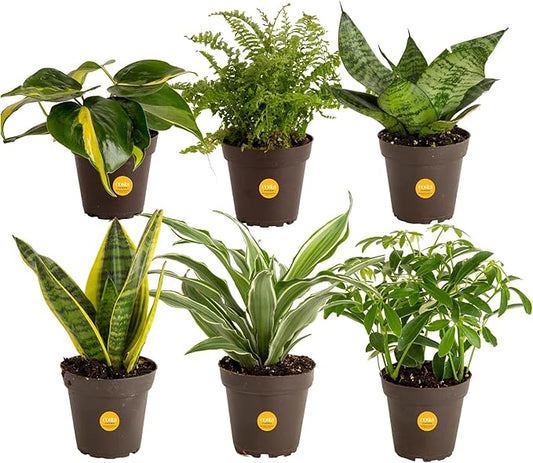 Costa Farms Live House Plants (6 Pack), Easy to Grow Live Indoor Houseplants, Grower's Choice Air Purifier Set, Potted in Indoors Garden Plant Pots, Potting Soil, Housewarming Gift, Home or Room Decor-VerdiqueGarden