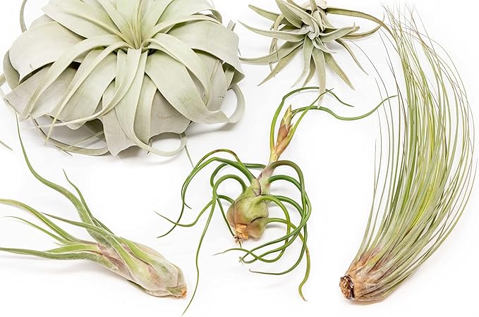 10 Pack of Large Tillandsia Air Plants - Xerographica, Juncea, Bulbosa, Caput Medusae & Harrisii- Live Succulent House Plants Availabe in Wholesale and Bulk - Easy Care Indoor and Outdoor Plant-VerdiqueGarden