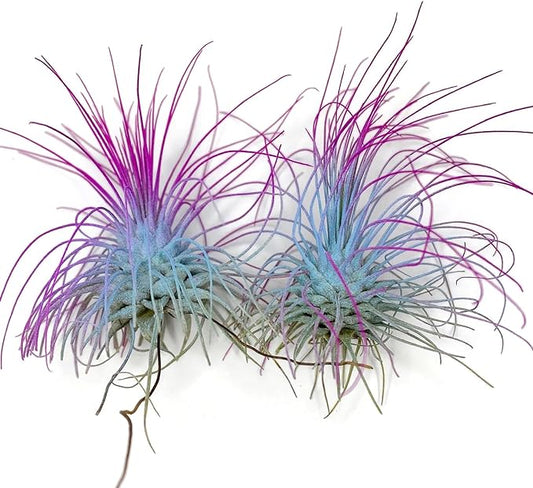 Thin Air Plant, Guatemala Tillandsia Live Airplant, Healthy Arrival Guaranteed, Great Indoor Plant, Home Decor & Gift (2 Rainbow)-VerdiqueGarden