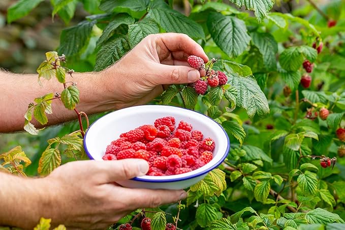 Premium Raspberry Potting Soil Mix - Optimal Blend for Thriving and Juicy Berries - 1 Quart-VerdiqueGarden